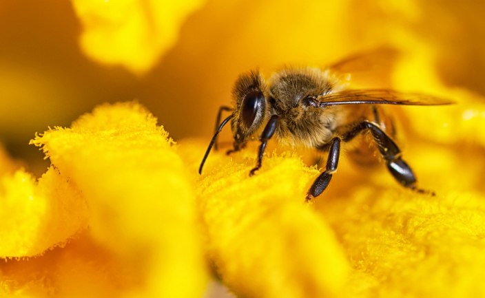 Human Impact On Pollinators · GreenFutures