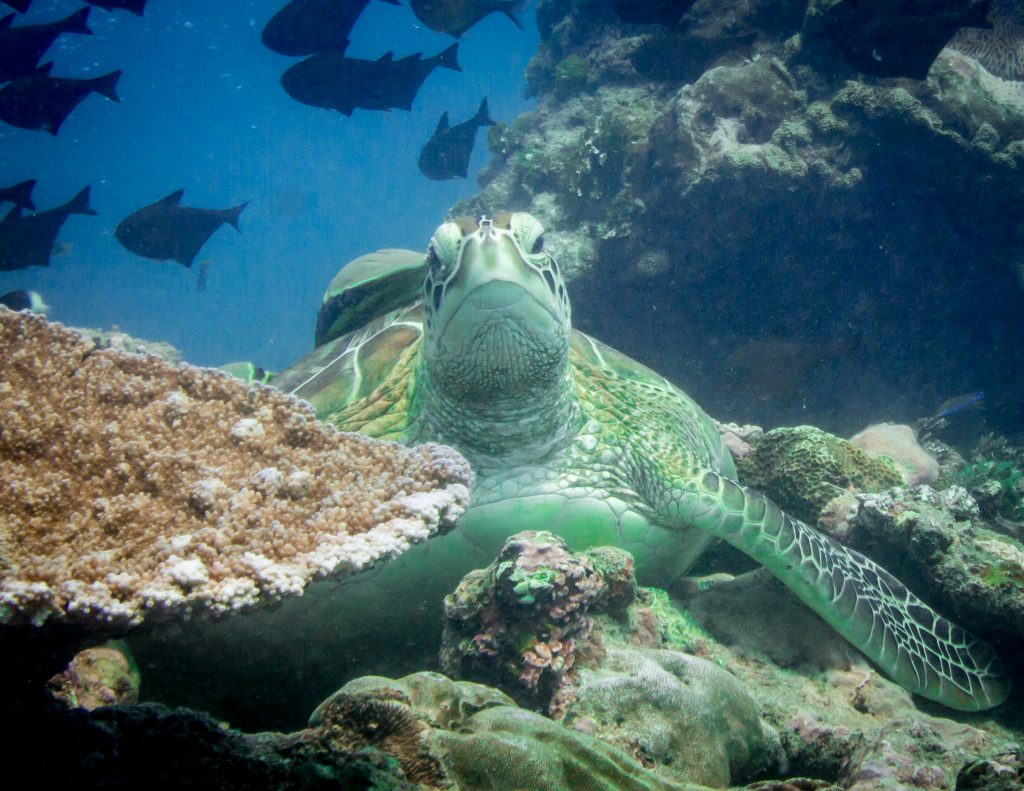 Sea turtle success stories along African east coast – but thousands ...