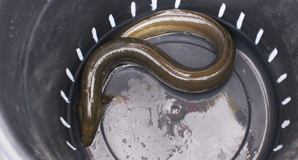 DNA testing finds endangered eels on the menu · GreenFutures
