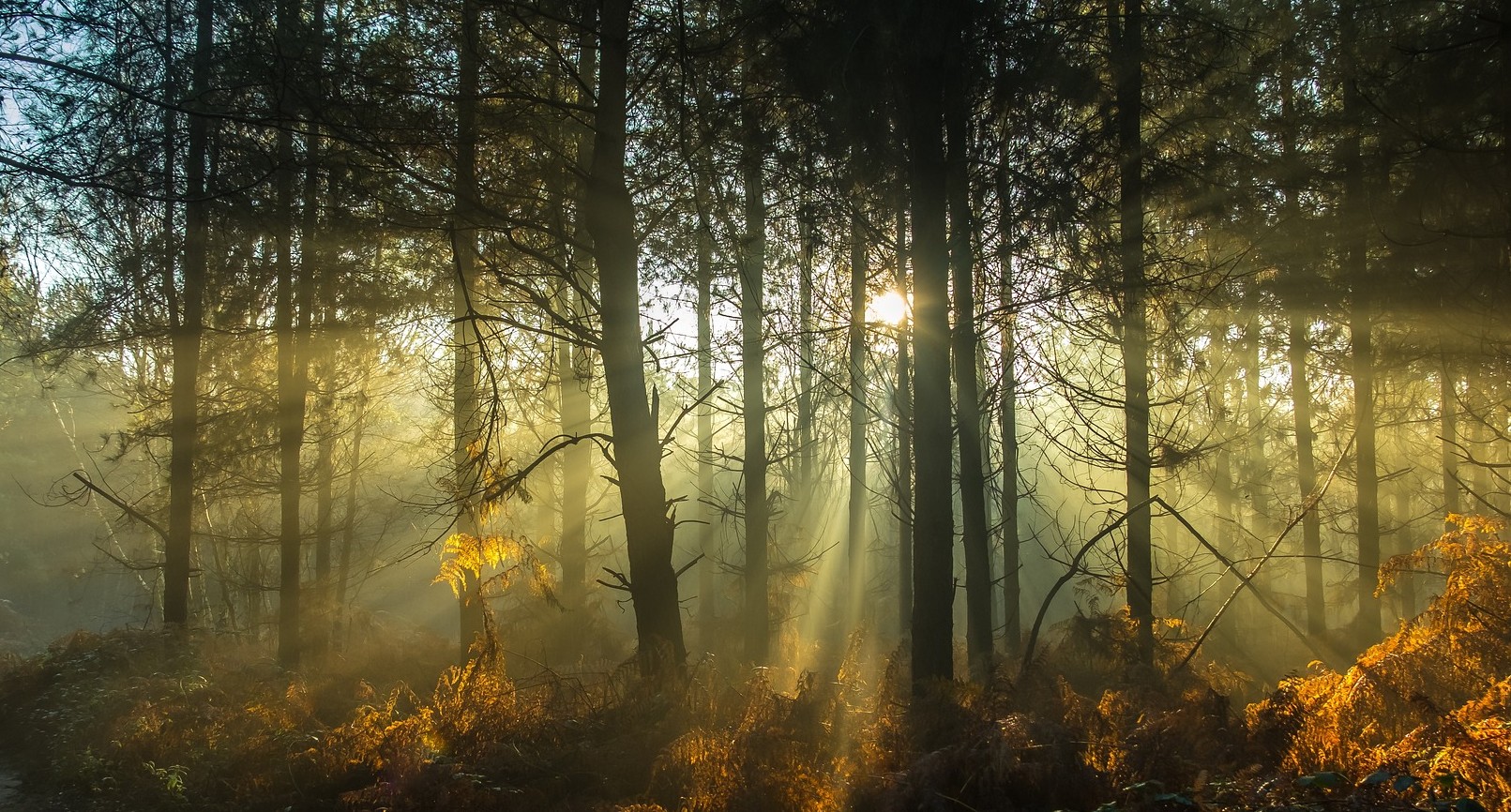 What should the new UK government do about the biodiversity crisis