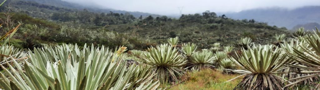 Plants called frailejones - a member of the daisy family - seen in a landscape of plants and shrubs