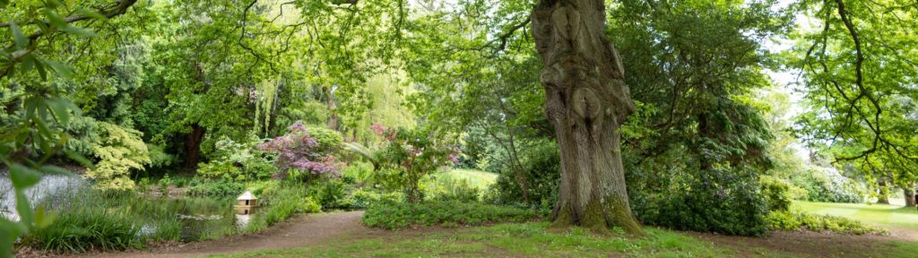 Trees and shrubs on the University of Exeter's Streatham Campus