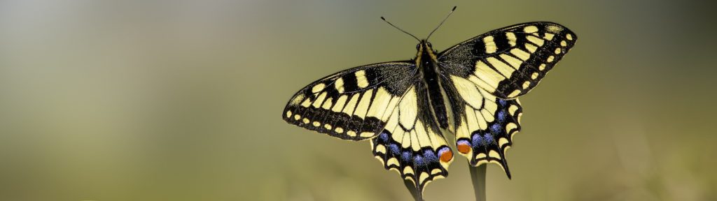 A black and pale yellow butterfly