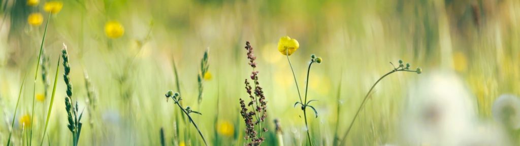 Grass and meadow flowers