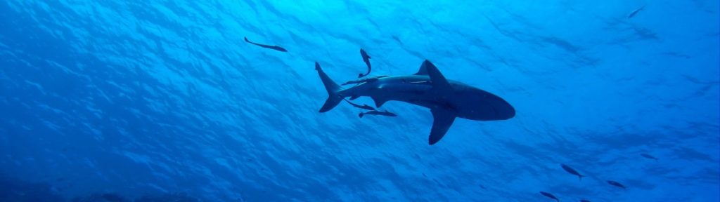 A shark seen in silhouette from underneath 