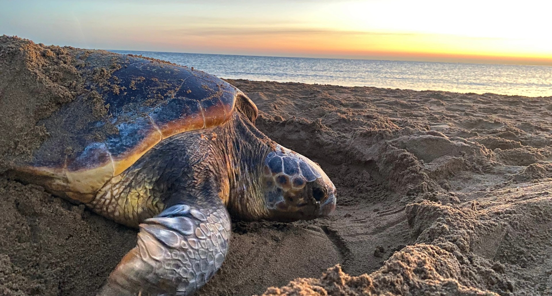 Turtles change nesting patterns in response to climate change ...