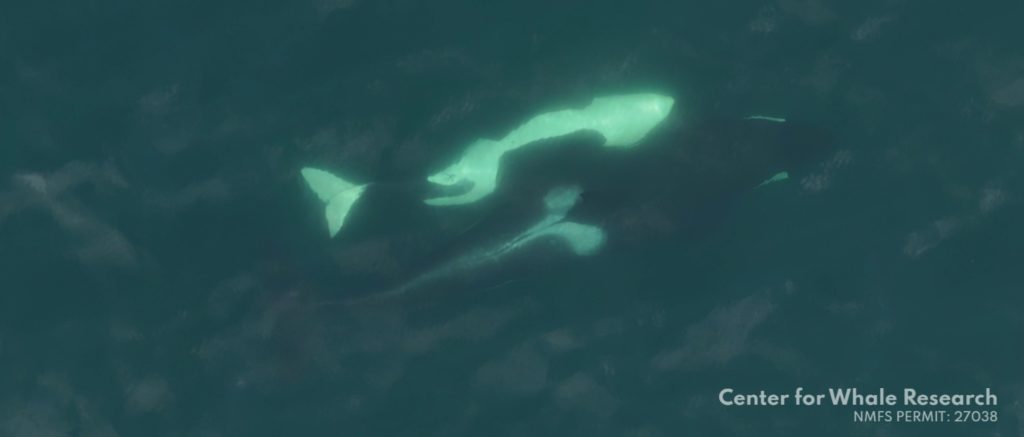 Two killer whales swimming underwater, seen via a drone camera from above