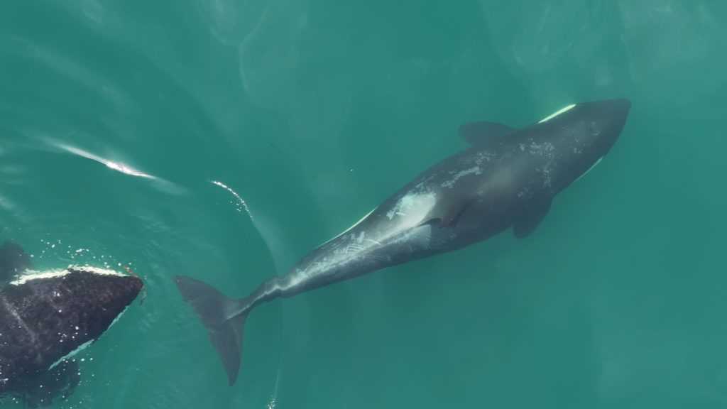 Two killer whales - one with a short length of kelp stem visible in its mouth