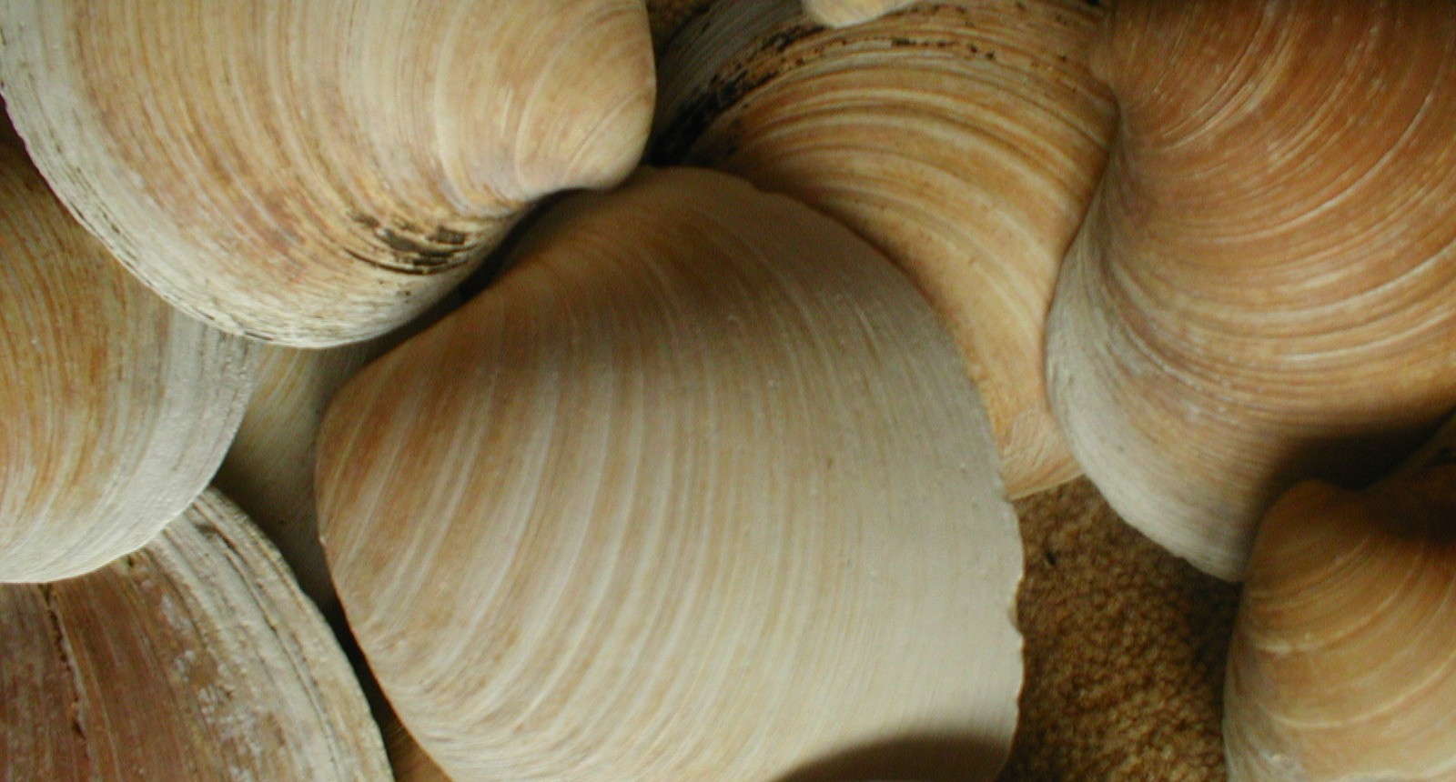 Clam shells sound warning of Atlantic ‘tipping point’ · GreenFutures