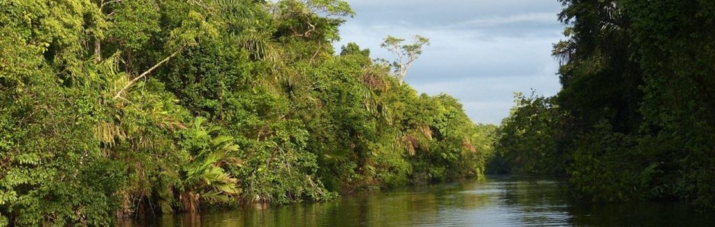 A stretch of rover in a rainforest under blue skies